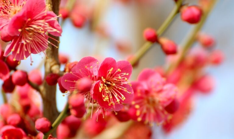 《梅花詩》道破天機 世人多是天上來