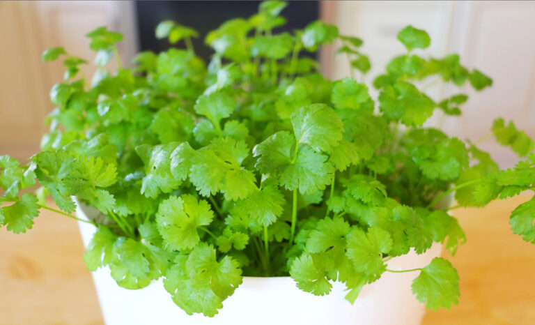 【美食天堂】室內快速種植香菜的方法～什麼季節都可以種！家常料理食譜 一學就會