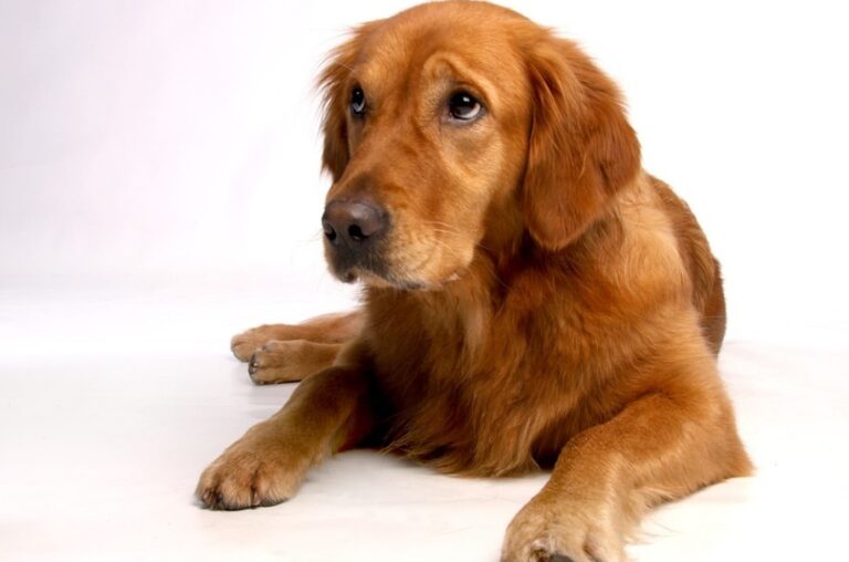 超讚的小獵犬 居然會合唱「願榮光歸香港」(視頻)