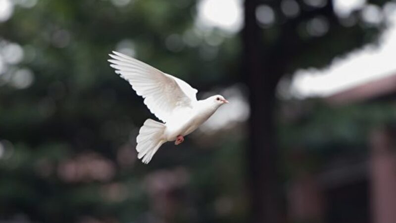 飛到一半不動 哥倫比亞白鴿空中被「定格」（視頻）
