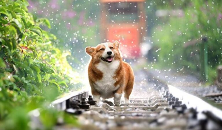 狗界影帝？ 這隻日本柯基犬的表情超有戲（組圖/視頻）