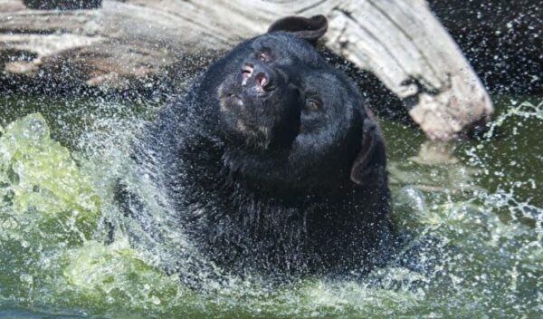 好愜意！一頭大黑熊闖美居民後院泡澡（視頻）