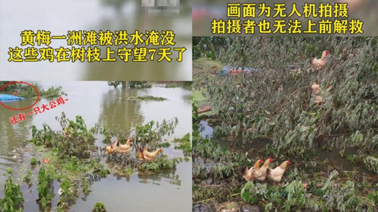 「洪水逼的雞上樹」竄熱搜 網友笑了又哭了