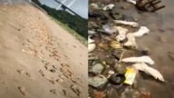 上萬豬腳驚現東莞海灘 綿延約1公里