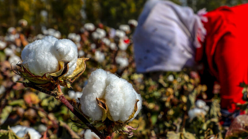 人权联盟吁品牌服装业拒绝新疆棉花 阿迪达斯获赞