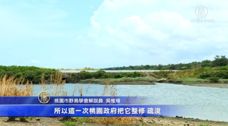 改造魚塭為潮間帶濕地 許厝港為候鳥棲地