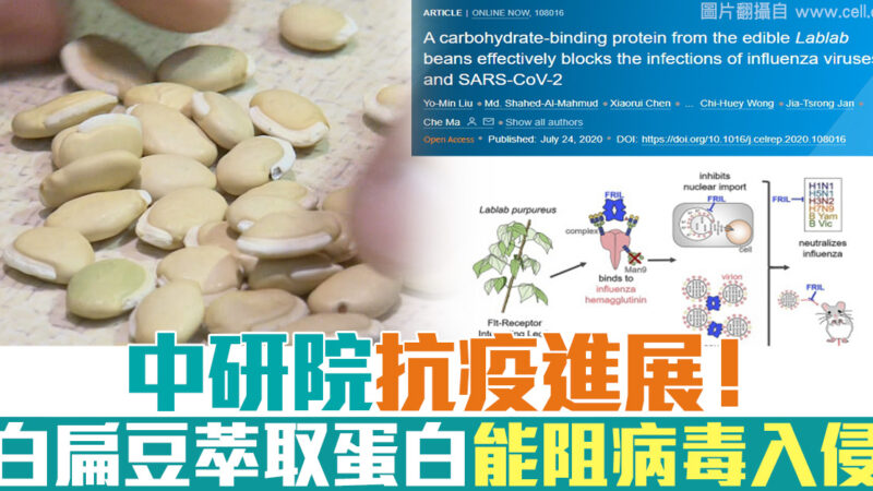 台湾中研院抗疫进展！ 白扁豆萃取蛋白质能阻中共病毒入侵