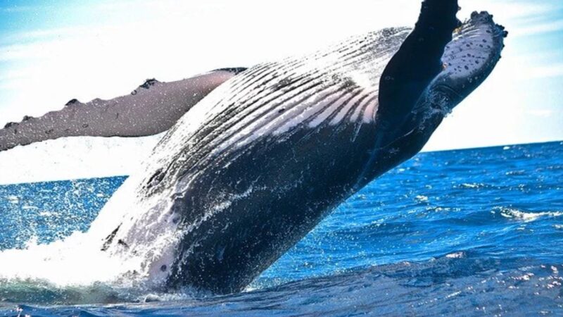 世界上最巨大的生化武器：鲸爆