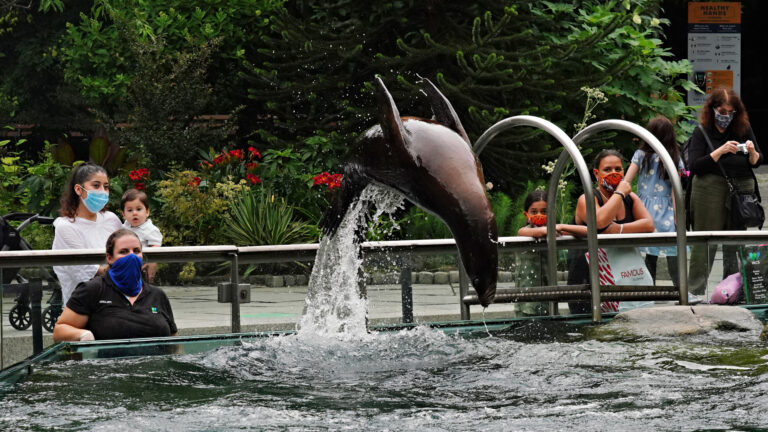 紐約市8個公共泳池 4個動物園重新開放