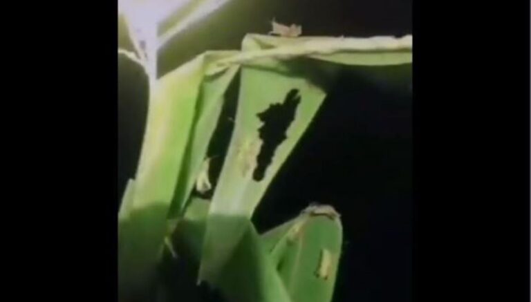廣西桂林才遇洪水 又爆蝗災（視頻）