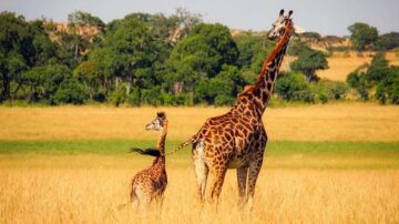 世界最古老動物園每年都要為動物做的一件事（視頻）