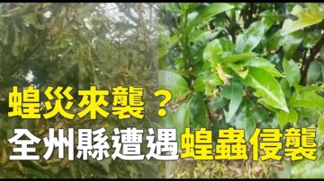 《石涛聚焦》国安法实施当晚 沙漠蝗虫突然降临桂林全州县