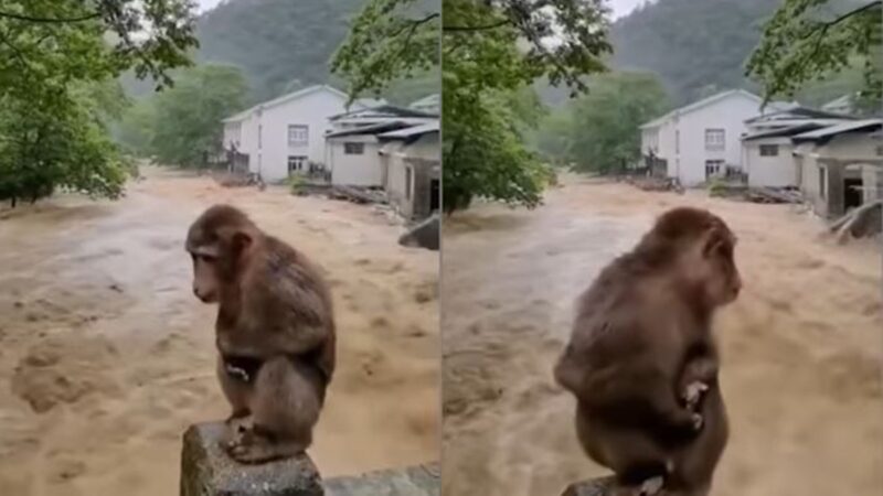福建武夷山成汪洋 猴子嚇壞蹲橋上躲洪水(多視頻)