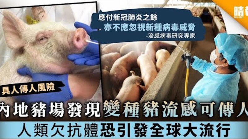 《石濤.News》港版國安法簽署同時 大陸出現可傳人的全新豬流感病毒