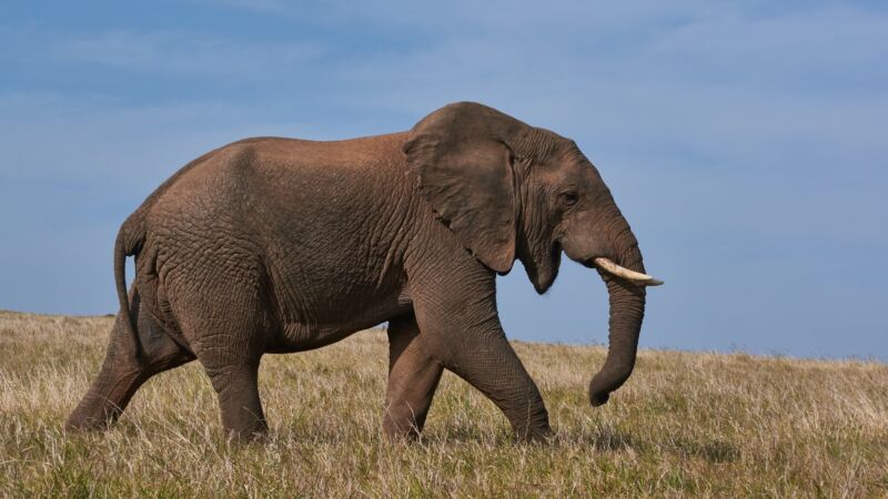 疑神經系統遭攻擊 波札那驚傳逾350頭大象神祕死亡