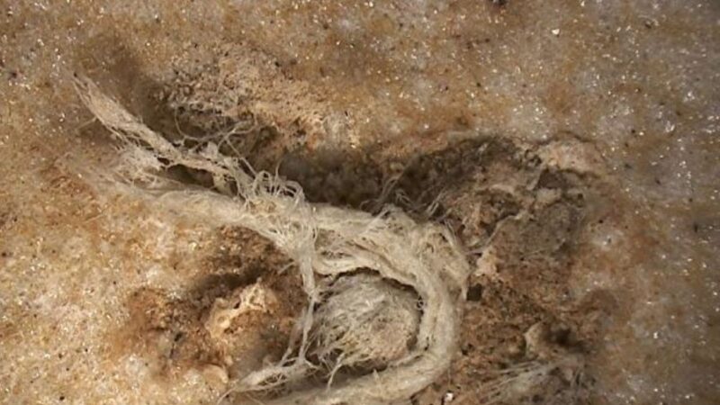 四万年前细绳 显示史前人类智慧