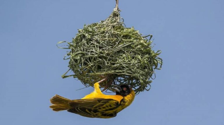 全球最大的鳥巢 1噸重能住500隻鳥