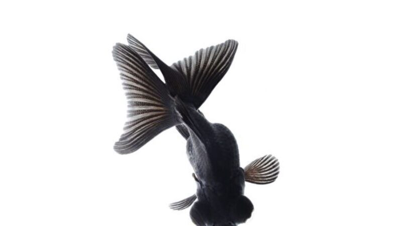 最黑的鱼吸收99.5%光线