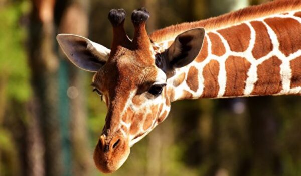 身高5 7公尺世界最高長頸鹿在澳洲動物園 世界紀錄 新唐人中文電視台在線