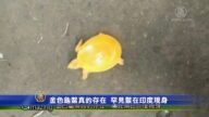 金色龟鳖真的存在！罕见鳖在印度现身