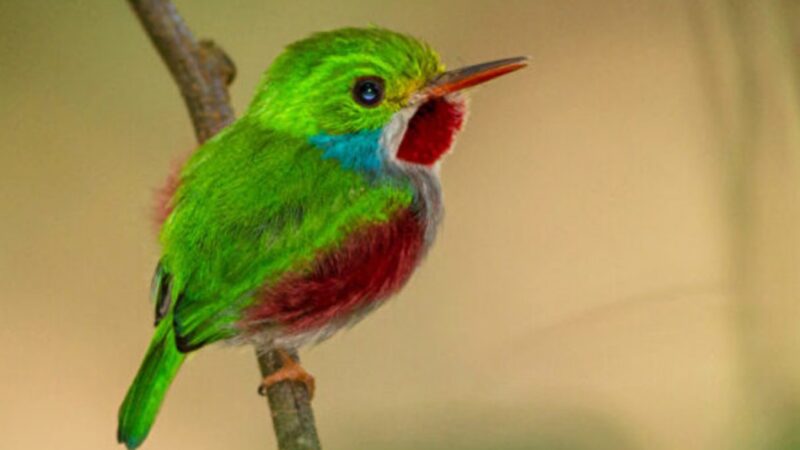 難以置信的可愛 珍稀觀賞小鳥：古巴托迪