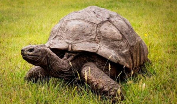 史上最长寿乌龟庆祝188岁生日