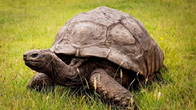 史上最长寿乌龟庆祝188岁生日