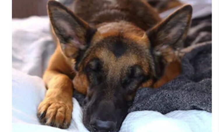 為護小主人 美國牧羊犬與歹徒搏鬥身中三槍