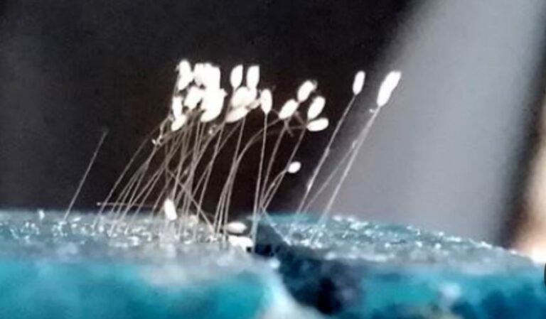 婆羅花開 多年不敗