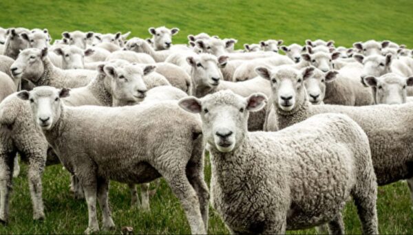 英國一群綿羊似被「點穴」 靜止幾個小時