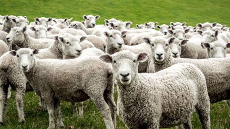 英国一群绵羊似被“点穴” 静止几个小时