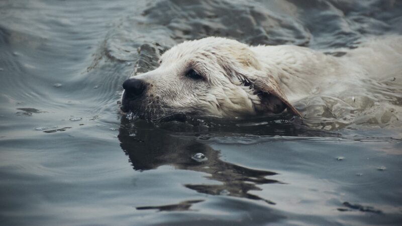 四川母狗跳入洪水中救回寶寶 感動人心