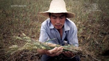 中國一分鐘: 中共稱糧價穩中有漲 網民：漲得很穩