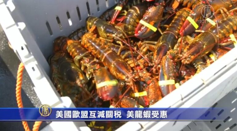 美國歐盟互減關稅 美龍蝦受惠