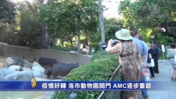 疫情好转 洛市动物园开门 AMC逐步重启