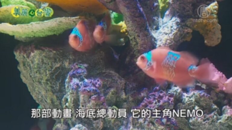 美麗心台灣：愛上尼莫 用心的人 用心的產業