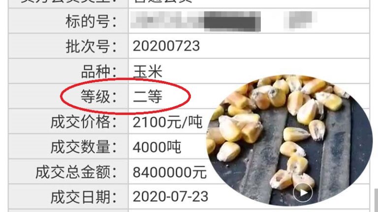 東北糧倉又出包：黑蟲遍地玉米滿是蟲眼