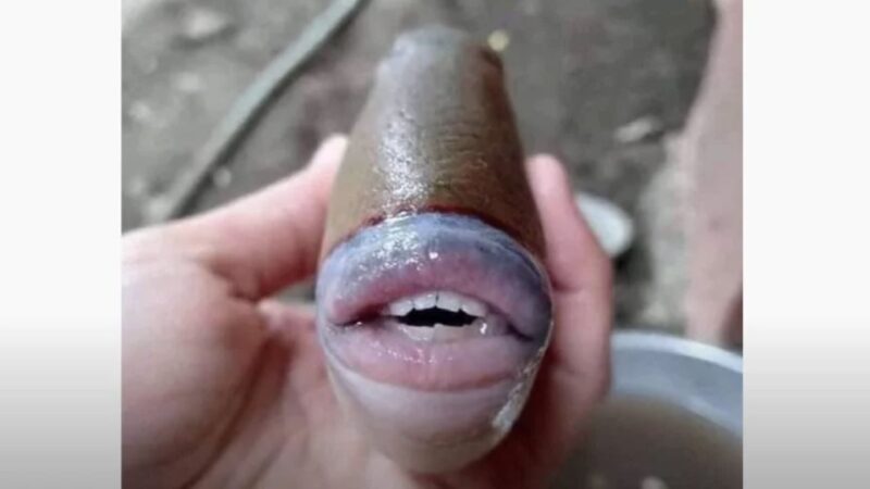 世界上最诡异的一种鱼 长着人类的嘴唇和牙齿
