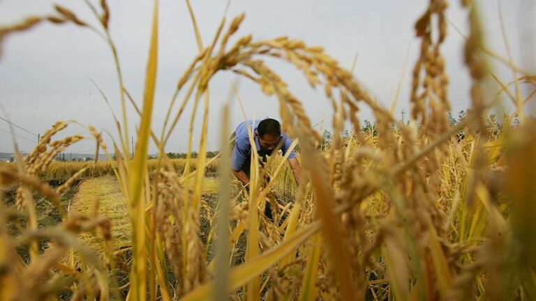 王赫：可疑的2020中國糧食進口激增
