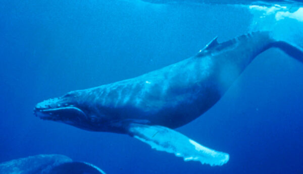 与鲸鱼同游遭尾鳍重击 澳洲女子肋骨断多根