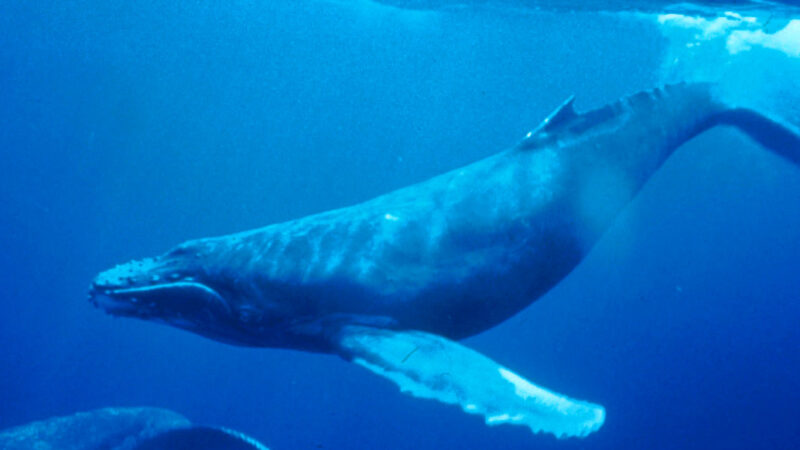 與鯨魚同遊遭尾鰭重擊 澳洲女子肋骨斷多根