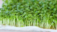【美食天堂】水培微型蔬菜芥菜苗~只需7天就可以！