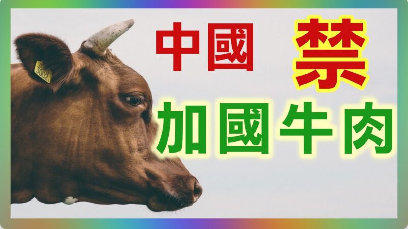 【加國生活】中共對加實行牛肉進口禁令
