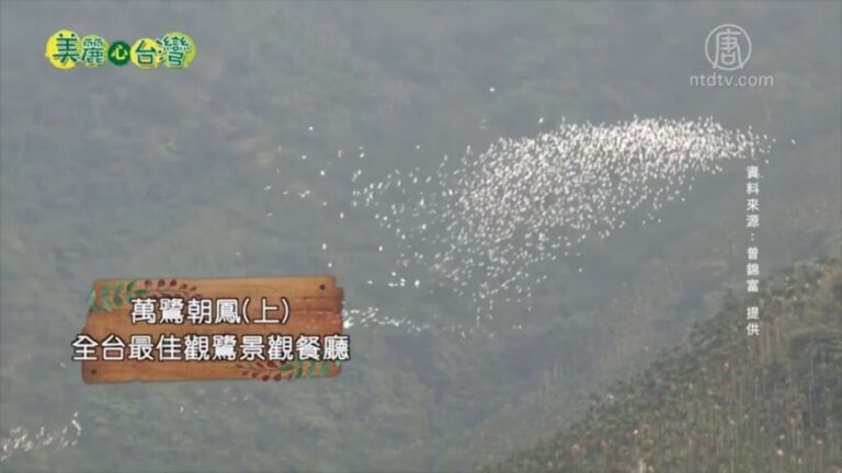 美麗心台灣：萬鷺朝鳳 全台最佳觀鷺景觀餐廳