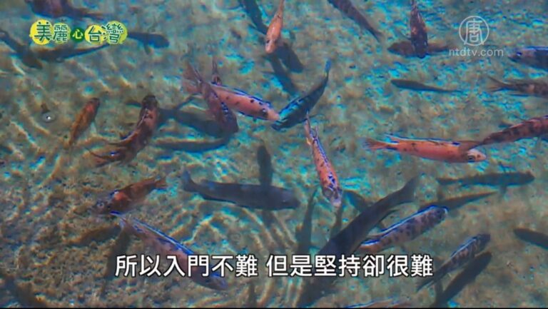 美麗心台灣：精品慈鯛亮麗多彩
