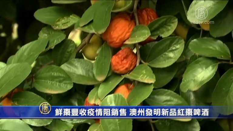 鮮棗豐收疫情阻銷售 澳州發明新品紅棗啤酒