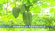 翠玉苹果苦瓜上市 农友有机耕作推生食