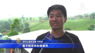 傳統柴火烘烤 迷人柴香金針花乾