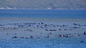 470头领航鲸搁浅澳洲 大部份已经死亡