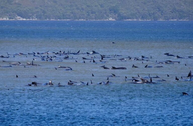 470頭領航鯨擱淺澳洲 大部份已經死亡